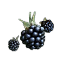 Blackberries
