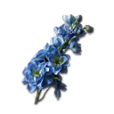 Delphinium