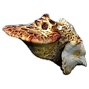 DryadSaddleMushroom