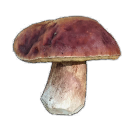 KingBoletusMushroom