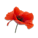 Poppy