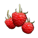 Raspberries