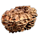 SulfurShelfMushroom